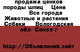 продажа ценков породы шпиц  › Цена ­ 35 000 - Все города Животные и растения » Собаки   . Вологодская обл.,Сокол г.